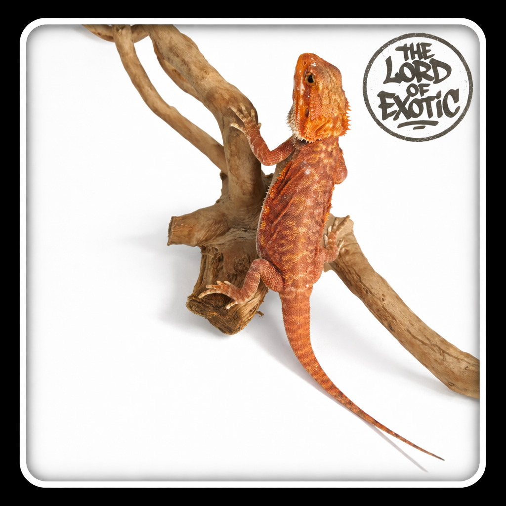 DRAGON BARBU [WA-FL-0003]