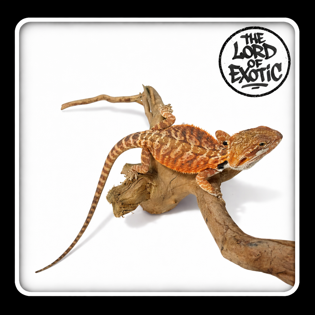 DRAGON BARBU [WA-FL-0004]