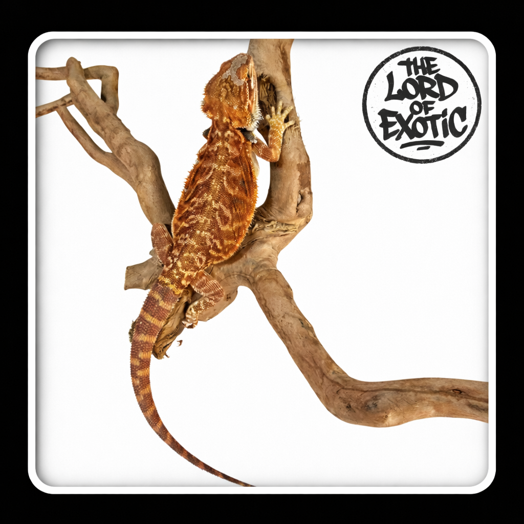 DRAGON BARBU [WA-FL-0005]